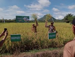 Melalui Program Nasional Kabupaten Muratara Panen Raya Padi, Devi Suhartoni: Harapan untuk Meningkatkan Ketahanan Pangan